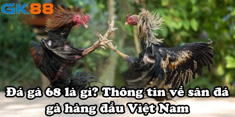 Đá gà 68 là gì? Thông tin về sân đá gà hàng đầu Việt Nam