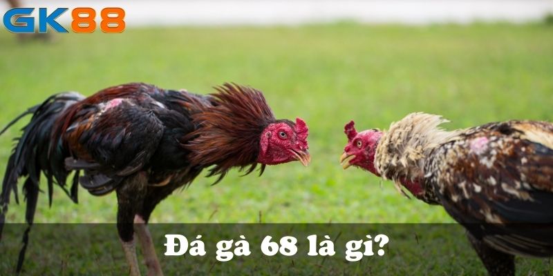 Đá gà 68 là gì?