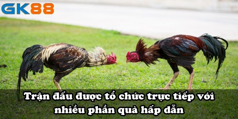 Trận đấu được tổ chức trực tiếp với nhiều phần quà hấp dẫn