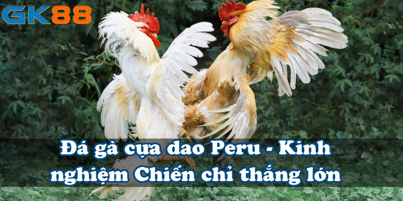 Đá gà cựa dao Peru - Kinh nghiệm “Chiến” chỉ thắng lớn