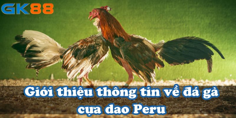 Giới thiệu thông tin về đá gà cựa dao Peru