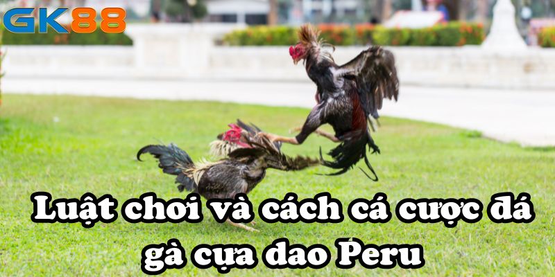 Luật chơi và cách cá cược đá gà cựa dao Peru