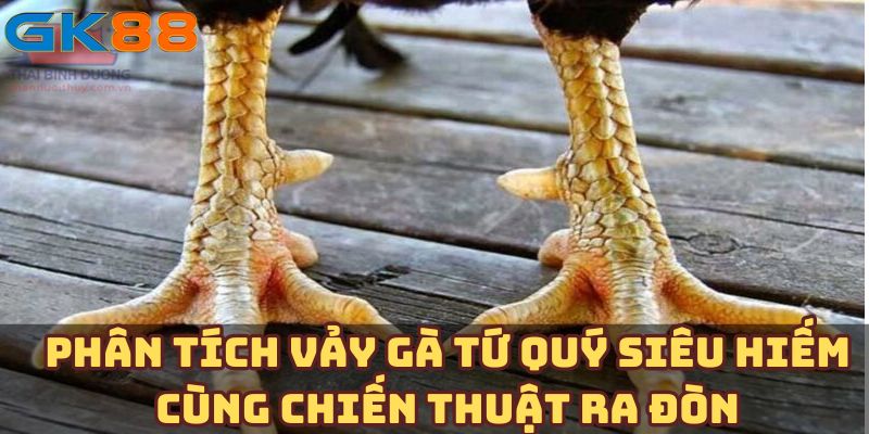 Phân tích vảy gà tứ quý siêu hiếm cùng chiến thuật ra đòn