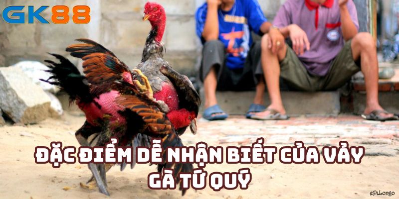 Đặc điểm dễ nhận biết của vảy gà tứ quý