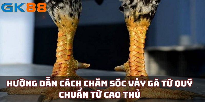 Hướng dẫn cách chăm sóc vảy gà tứ quý chuẩn từ cao thủ