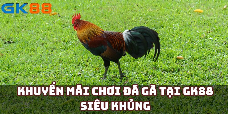 Khuyến mãi chơi đá gà tại GK88 siêu khủng